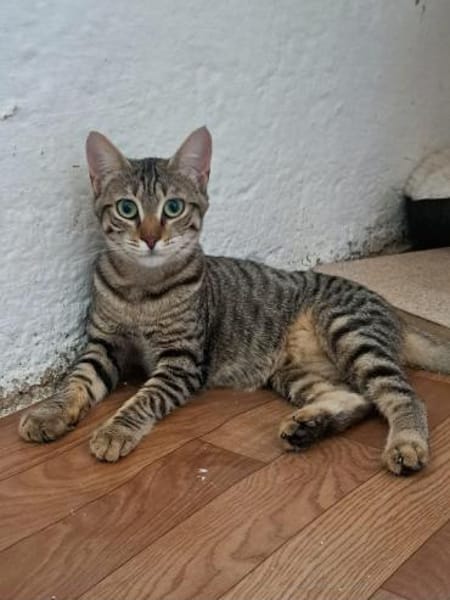 Mercy sucht ein liebevolles Zuhause