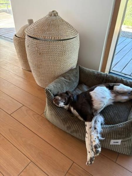 🧡 Lotti - zur Pflege in Deutschland