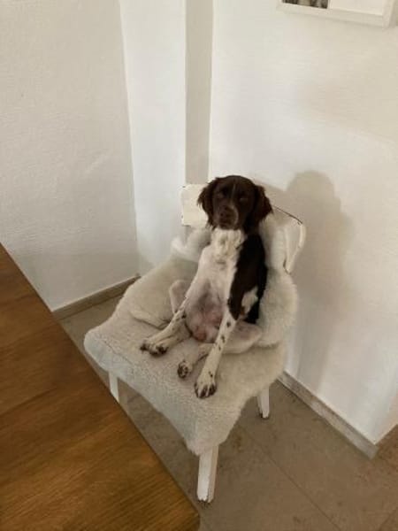 🧡 Lotti - zur Pflege in Deutschland