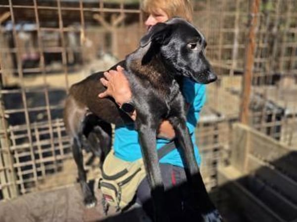 LANA-zarte, wunderschöne Hündin, 56 cm