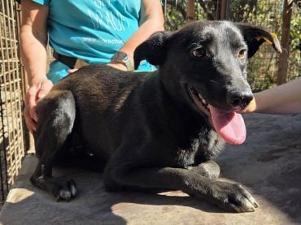 LANA-zarte, wunderschöne Hündin, 56 cm