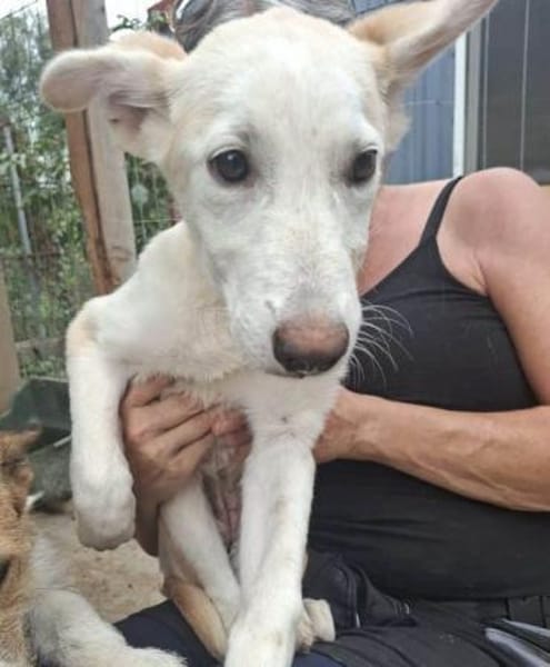 SINA-freundliche, liebe Jung-Hündin,59cm