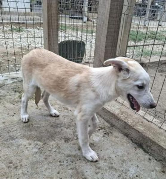 SINA-freundliche, liebe Jung-Hündin,59cm