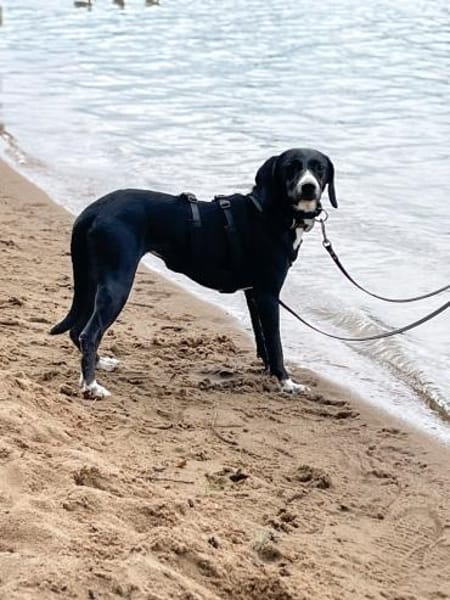 Dua möchte ein -fürimmerzuhause-