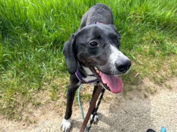 Dua möchte ein -fürimmerzuhause-