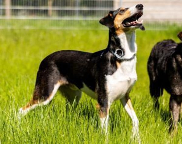 Bobi 💗 wartet in 99718 Greussen