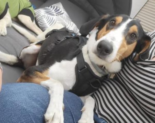 Bobi 💗 wartet in 99718 Greussen