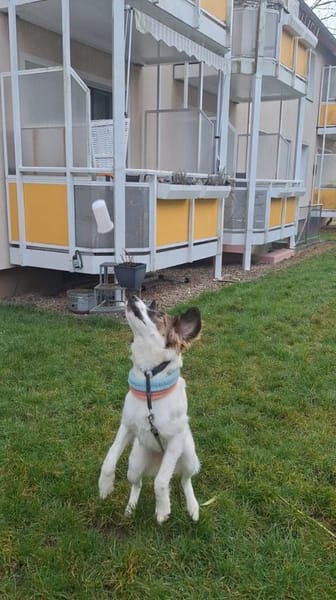 Zelda - Entdeckerin sucht Abenteurer