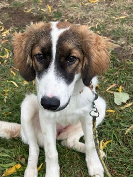 Zelda - Entdeckerin sucht Abenteurer