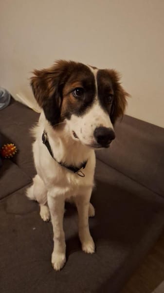 Zelda - Entdeckerin sucht Abenteurer