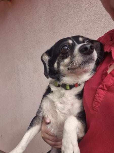 💛 Happy  kleiner Dackelmix mit großem