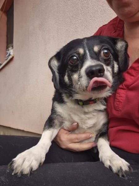 💛 Happy  kleiner Dackelmix mit großem