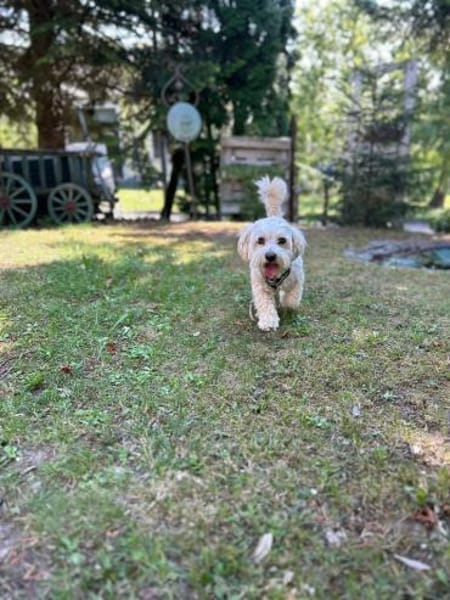 Biri - zur Pflege in Deutschland