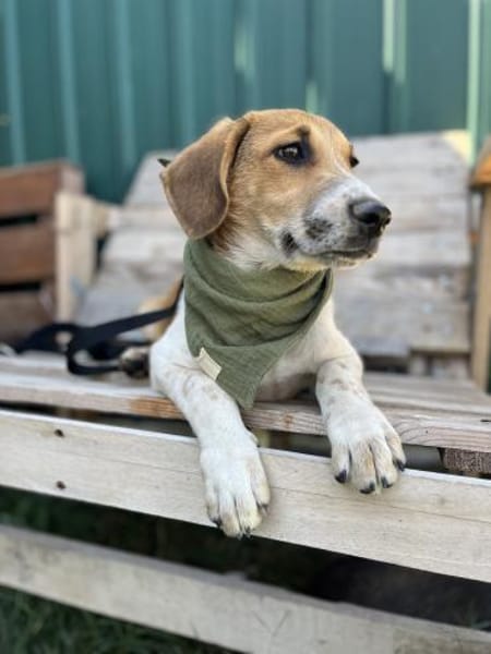 Ozzy - Lieber, junger Rüde sucht Zuhause