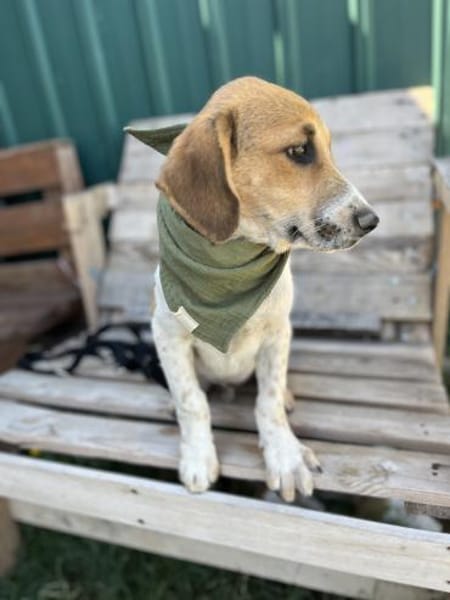 Ozzy - Lieber, junger Rüde sucht Zuhause
