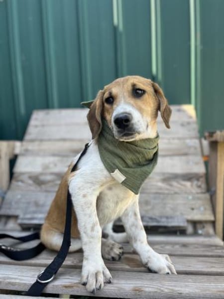 Ozzy - Lieber, junger Rüde sucht Zuhause