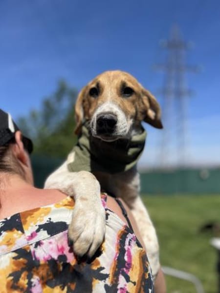 Ozzy - Lieber, junger Rüde sucht Zuhause
