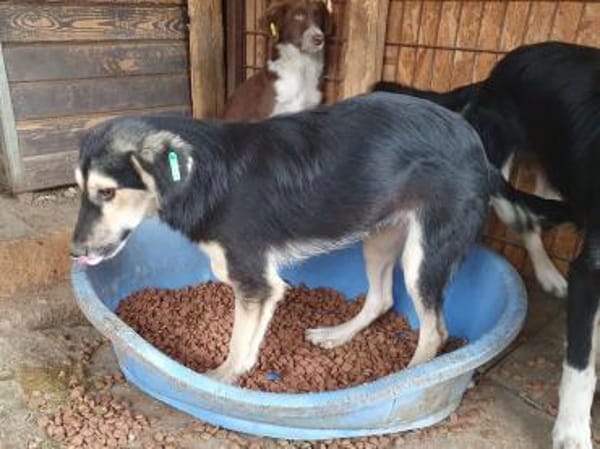 ISABELLA-schlanke Schönheit,weiches Fell