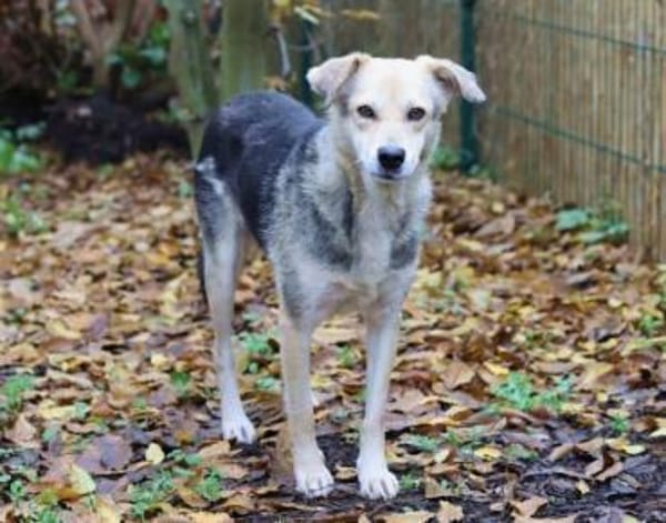 HILDE  2 ist eine Traumhündin