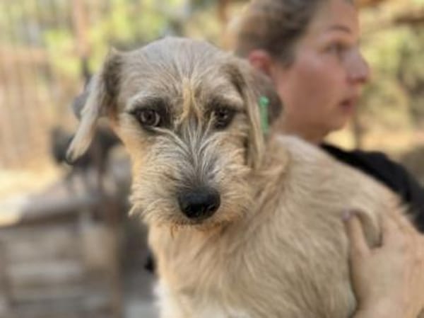 CONNY-hübsche, sanfte Hündin, 55 cm