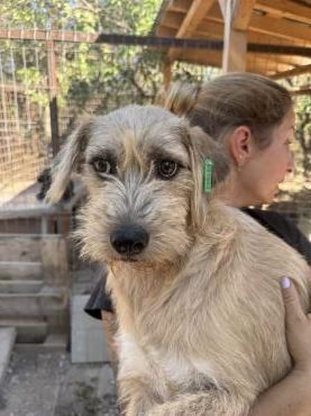 CONNY-hübsche, sanfte Hündin, 55 cm