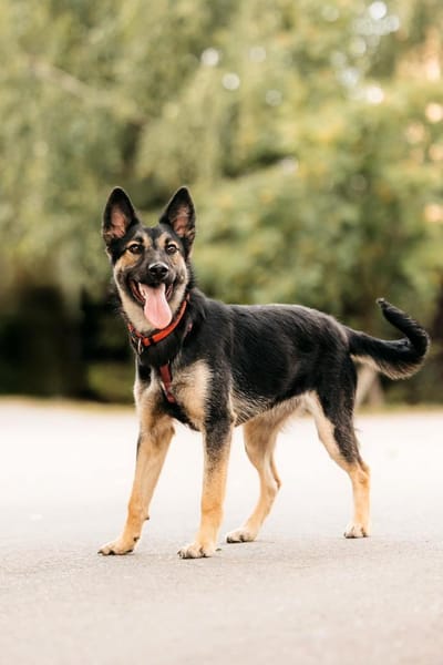 Lebensfrohe Ajka sucht ihre Menschen