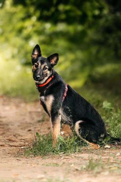 Lebensfrohe Ajka sucht ihre Menschen