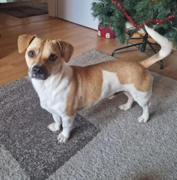 Leo, verspielt, verschmust, offen