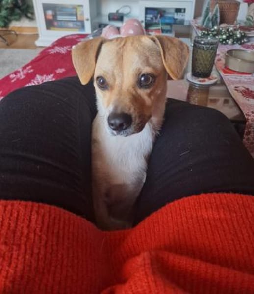 Leo, verspielt, verschmust, offen