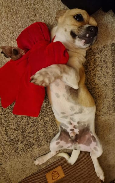 Leo, verspielt, verschmust, offen