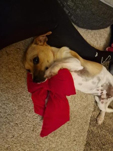 Leo, verspielt, verschmust, offen