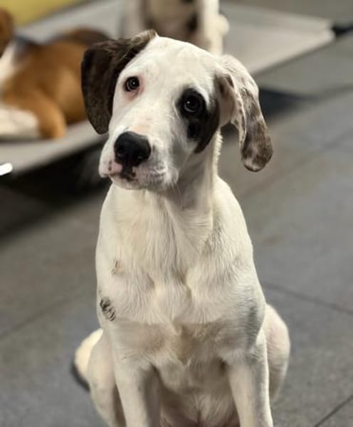 SCHUBI - eine Hündin zum Verlieben