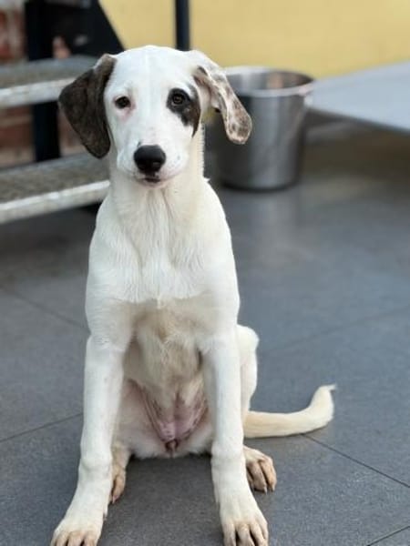 SCHUBI - eine Hündin zum Verlieben