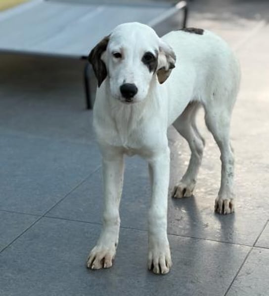 SCHUBI - eine Hündin zum Verlieben