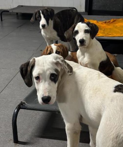 SCHUBI - eine Hündin zum Verlieben