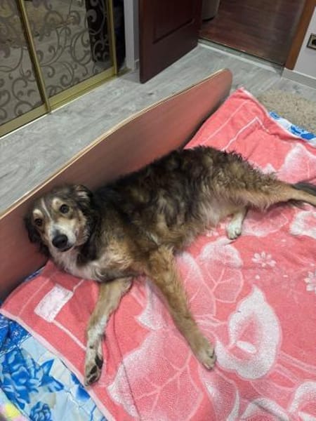 Verschmuster Vanya sucht seine Menschen