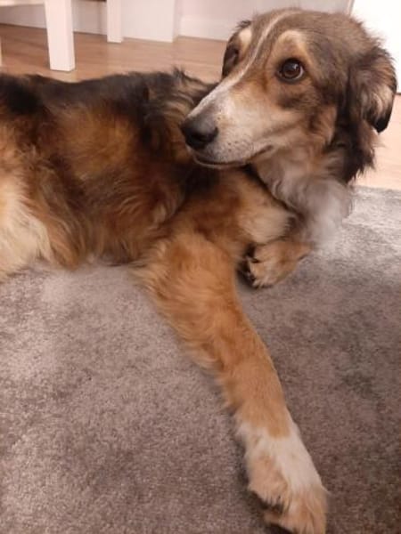 Verschmuster Vanya sucht seine Menschen