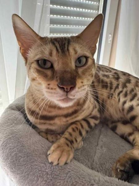 Wunderschöner Taiga sucht neues Zuhause