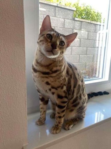 Wunderschöner Taiga sucht neues Zuhause