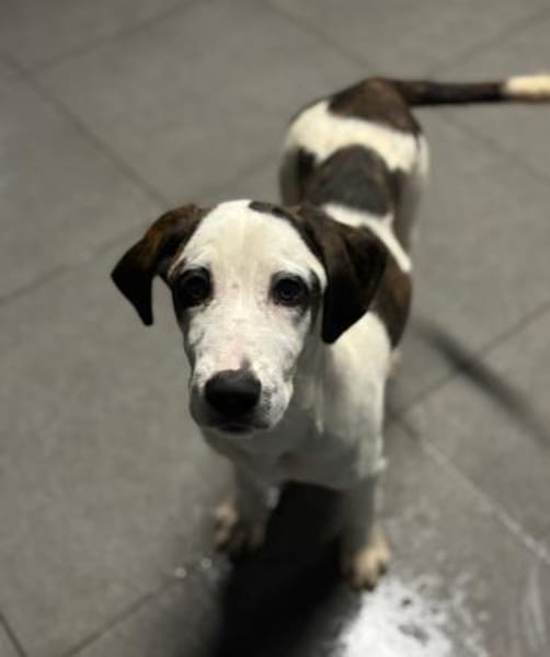 HECTOR - fröhlicher Welpe sucht Heim