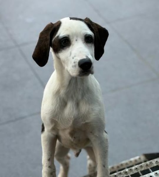 HECTOR - fröhlicher Welpe sucht Heim