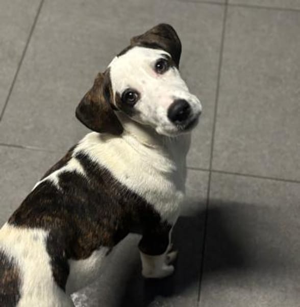 HECTOR - fröhlicher Welpe sucht Heim