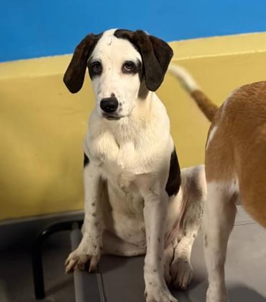 HECTOR - fröhlicher Welpe sucht Heim