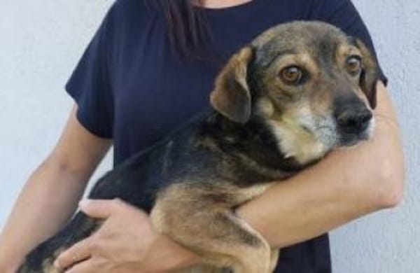 Layla 30 cm (Pflegestelle)