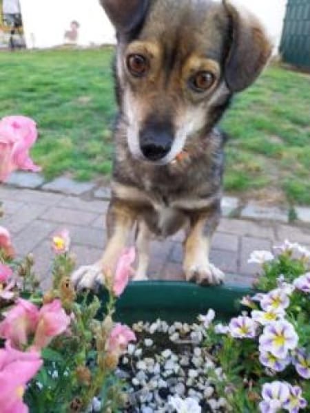 Layla 30 cm (Pflegestelle)