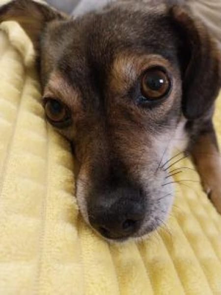 Layla 30 cm (Pflegestelle)