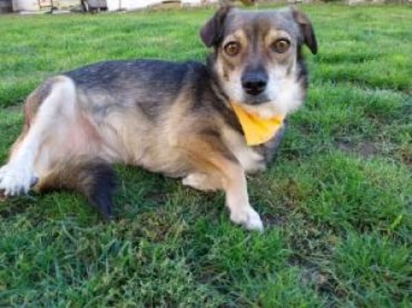 Layla 30 cm (Pflegestelle)