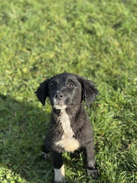 Debbie - Tolle Junghündin auf PS