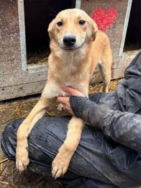 GORBI-ein richtiger Goldschatz, 52cm