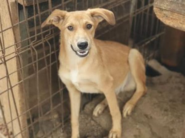 GORBI-ein richtiger Goldschatz, 52cm